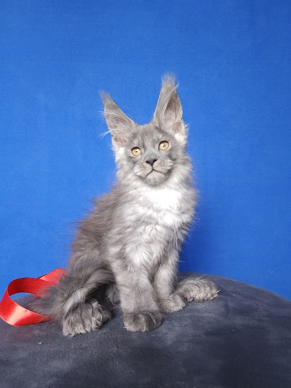 Haval  Akbars  (polydactyl 66/66) - Kitten maine-coon 2 months 0.5 weeks