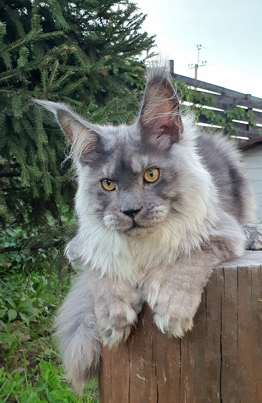 Haval  Akbars  (polydactyl 66/66) - Kitten maine-coon 5 months 3 weeks