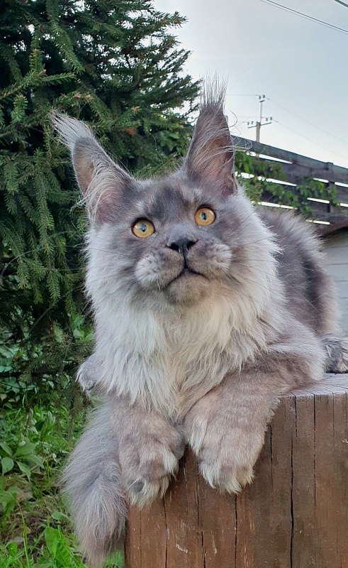 Haval  Akbars  (polydactyl 66/66) - Kitten maine-coon 5 months 3 weeks