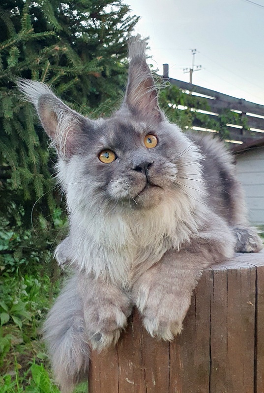 Haval  Akbars  (polydactyl 66/66) - Kitten maine-coon 5 months 3 weeks