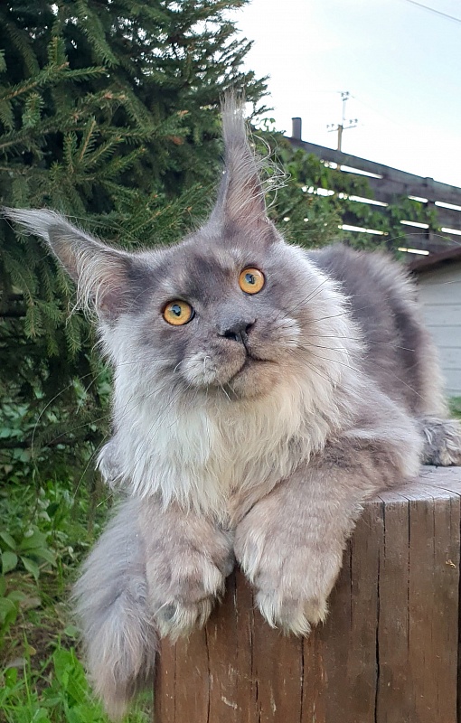 Haval  Akbars  (polydactyl 66/66) - Kitten maine-coon 5 months 3 weeks