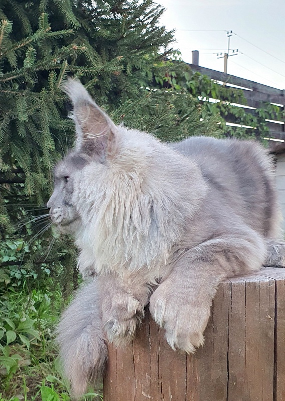 Haval  Akbars  (polydactyl 66/66) - Kitten maine-coon 5 months 3 weeks