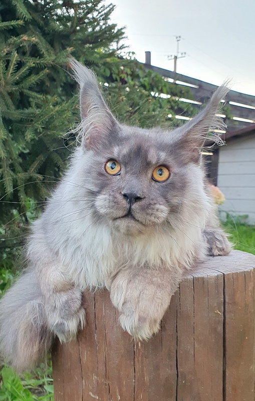 Haval  Akbars  (polydactyl 66/66) - Kitten maine-coon 5 months 3 weeks