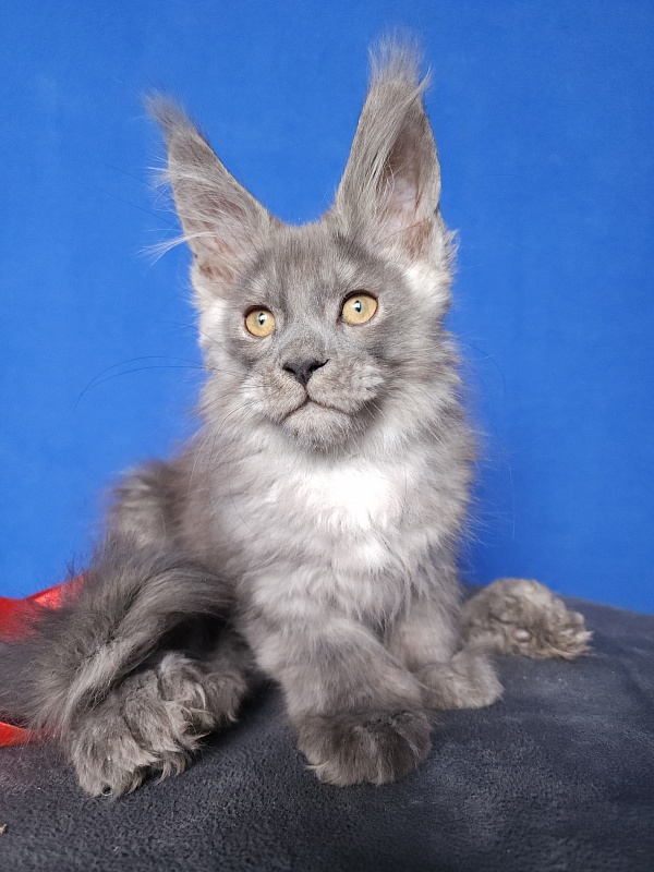 Haval  Akbars  (polydactyl 66/66) - Kitten maine-coon 2 months 0.5 weeks