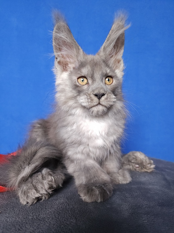Haval  Akbars  (polydactyl 66/66) - Kitten maine-coon 2 months 0.5 weeks