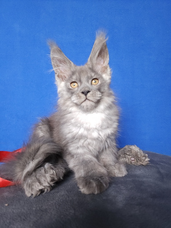 Haval  Akbars  (polydactyl 66/66) - Kitten maine-coon 2 months 0.5 weeks