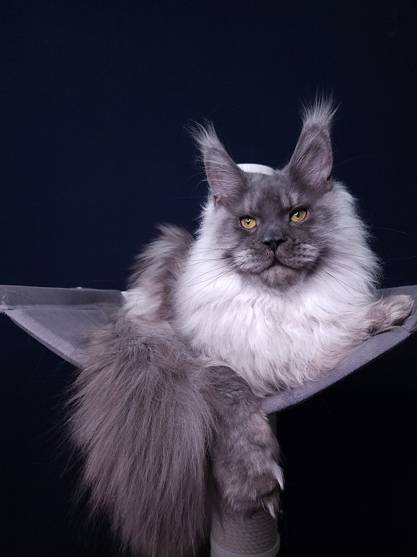 Haval  Akbars  (polydactyl 66/66) - Junior maine-coon 7 months 2 weeks