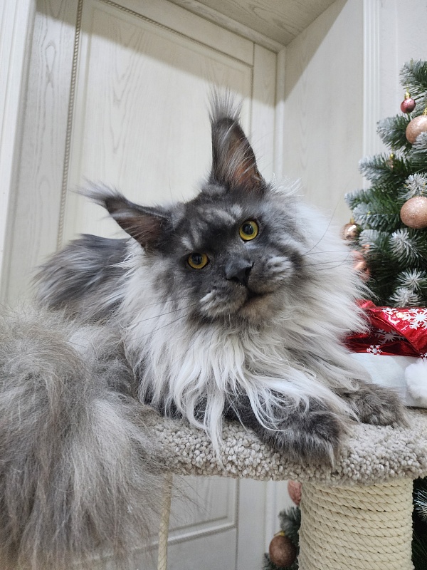 Haval  Akbars  (polydactyl 66/66) - Junior maine-coon 9 months 3 weeks