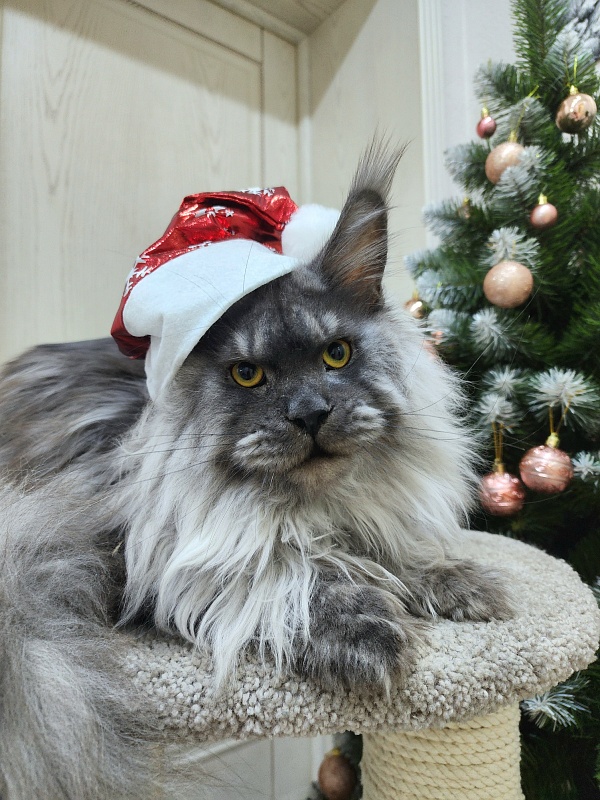 Haval  Akbars  (polydactyl 66/66) - Junior maine-coon 9 months 3 weeks