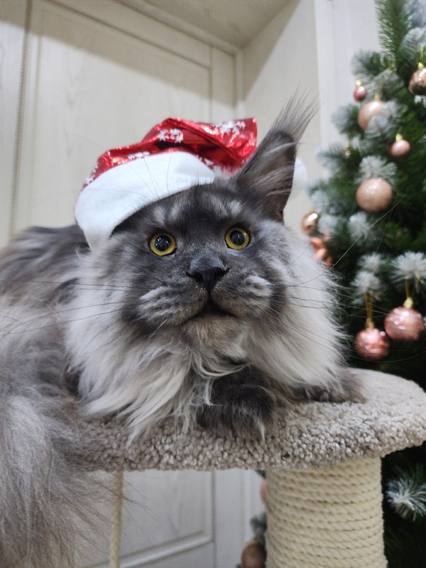 Haval  Akbars  (polydactyl 66/66) - Junior maine-coon 9 months 3 weeks