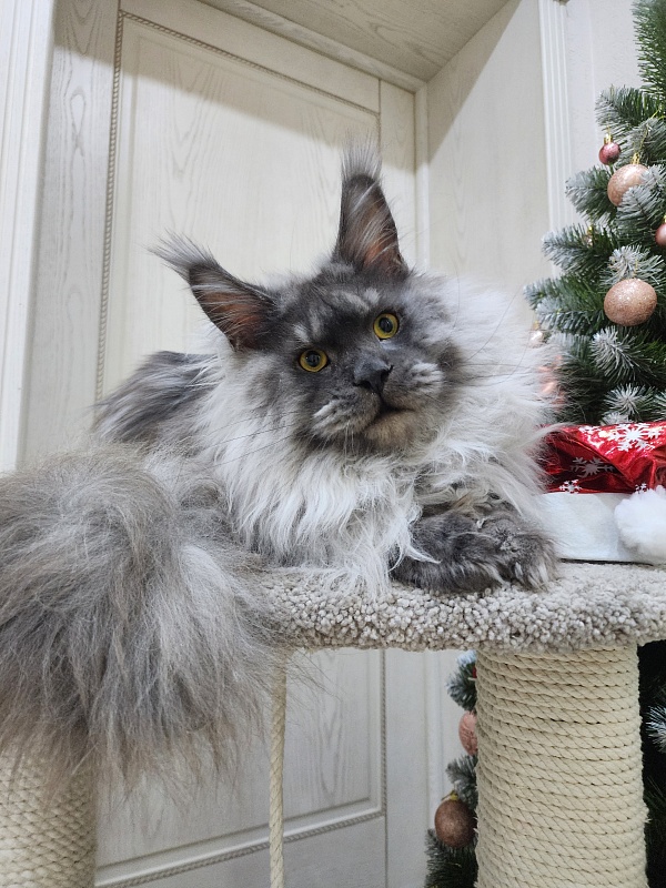 Haval  Akbars  (polydactyl 66/66) - Junior maine-coon 9 months 3 weeks