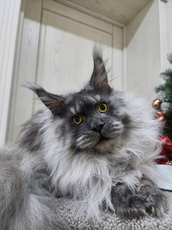 Haval  Akbars  (polydactyl 66/66) - Junior maine-coon 9 months 3 weeks