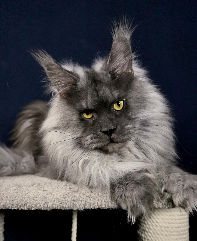 Haval  Akbars  (polydactyl 66/66) - Adult maine-coon 1 year 9 months 2.5 weeks