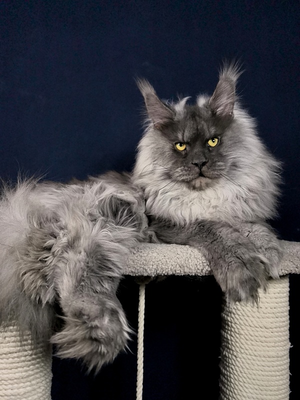 Haval  Akbars  (polydactyl 66/66) - Adult maine-coon 1 year 9 months 2.5 weeks