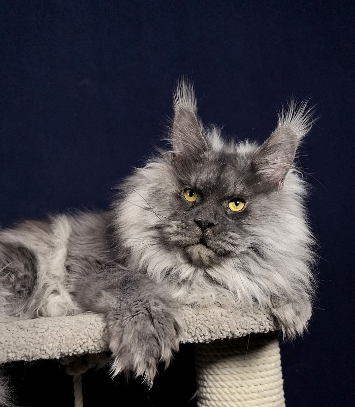 Haval  Akbars  (polydactyl 66/66) - Adult maine-coon 1 year 9 months 2.5 weeks