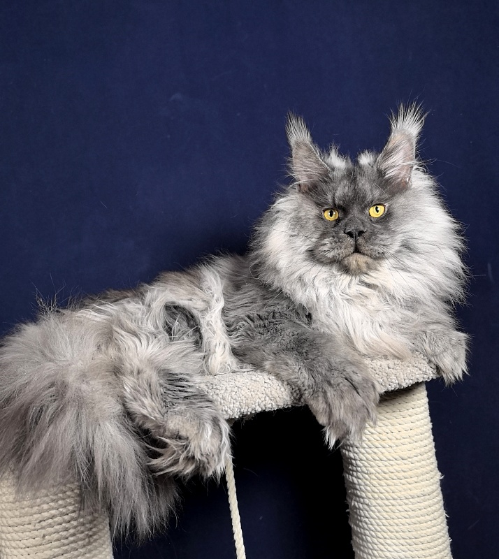 Haval  Akbars  (polydactyl 66/66) - Adult maine-coon 1 year 9 months 2.5 weeks