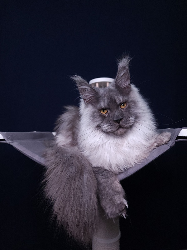 Haval  Akbars  (polydactyl 66/66) - Junior maine-coon 7 months 2 weeks