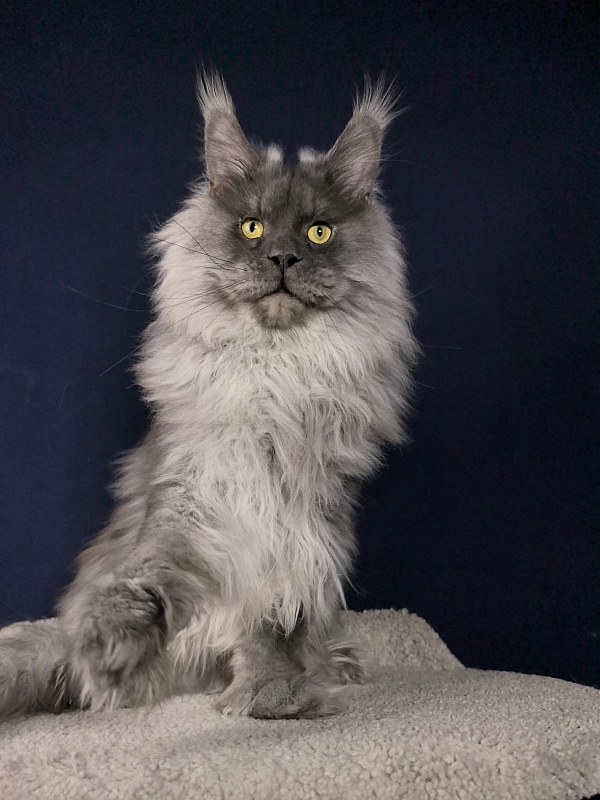 Haval  Akbars  (polydactyl 66/66) - Adult maine-coon 1 year 9 months 2.5 weeks