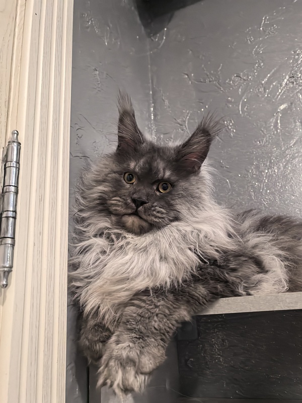 Haval  Akbars  (polydactyl 66/66) - Adult maine-coon 1 year 11 months 0.5 weeks