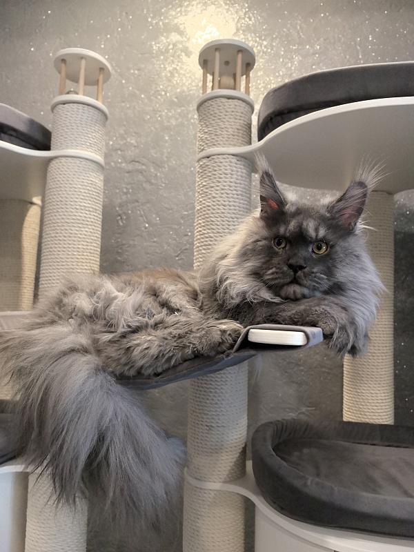 Haval  Akbars  (polydactyl 66/66) - Adult maine-coon 1 year 11 months 0.5 weeks