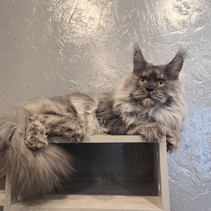 Haval  Akbars  (polydactyl 66/66) - Adult maine-coon 1 year 11 months 0.5 weeks