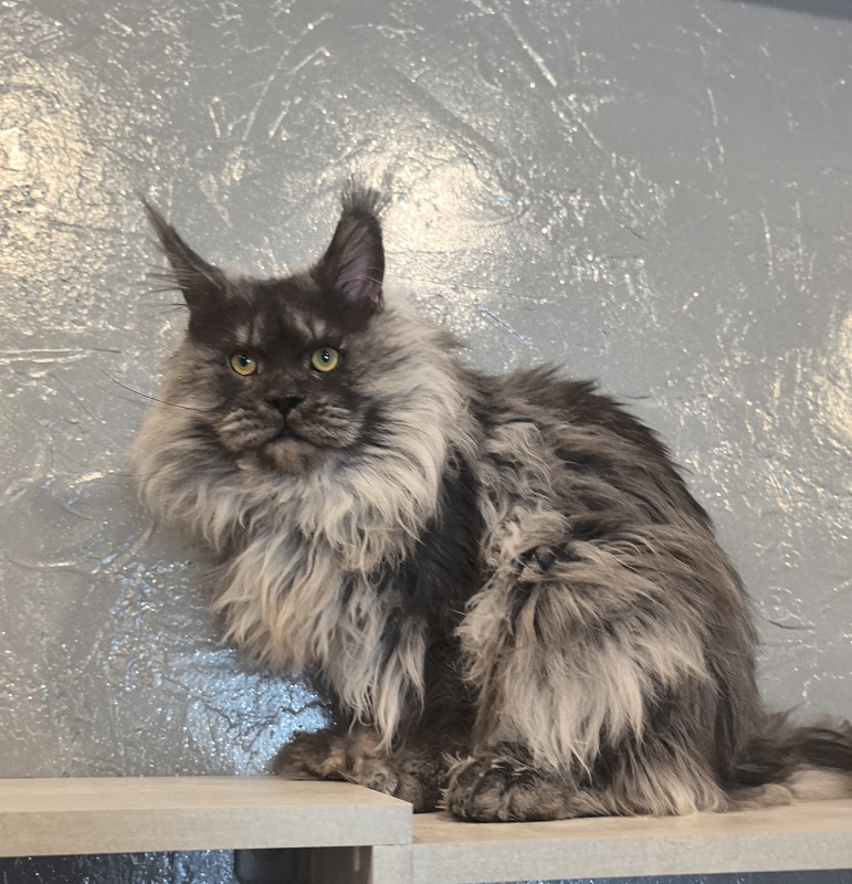 Haval  Akbars  (polydactyl 66/66) - Adult maine-coon 1 year 11 months 0.5 weeks