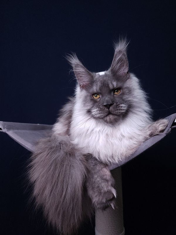 Haval  Akbars  (polydactyl 66/66) - Junior maine-coon 7 months 2 weeks