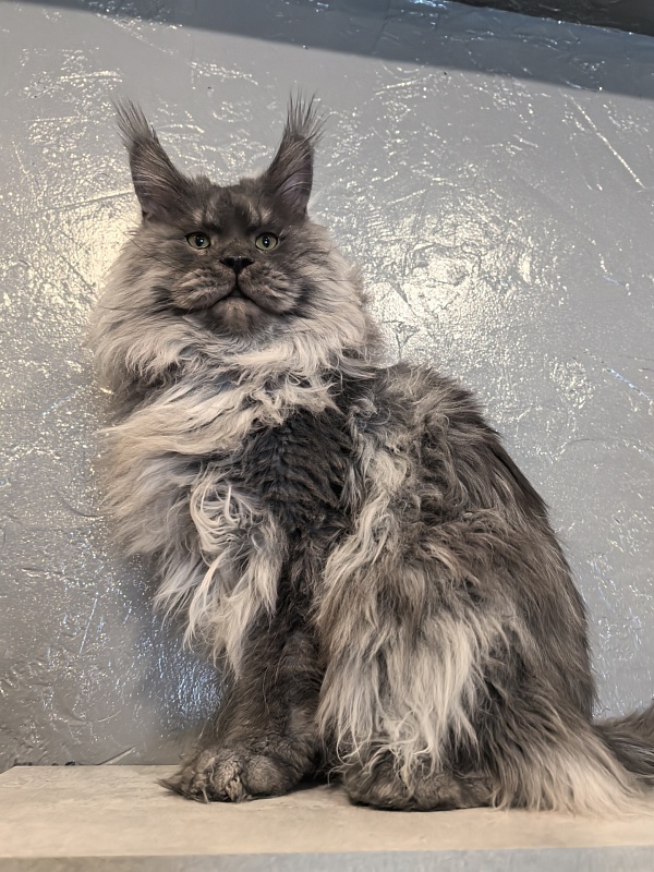 Haval  Akbars  (polydactyl 66/66) - Adult maine-coon 1 year 11 months 0.5 weeks
