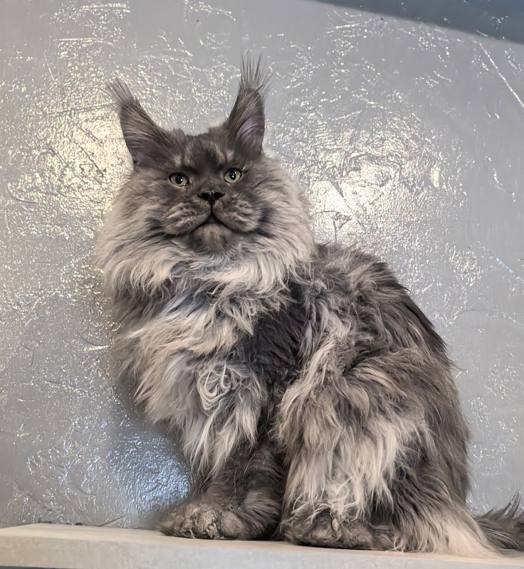 Haval  Akbars  (polydactyl 66/66) - Adult maine-coon 1 year 11 months 0.5 weeks