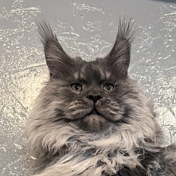 Haval  Akbars  (polydactyl 66/66)