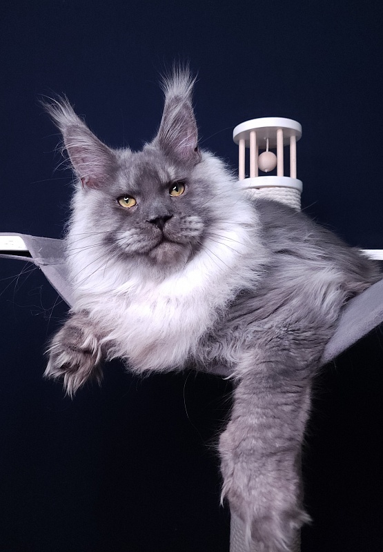 Haval  Akbars  (polydactyl 66/66) - Junior maine-coon 7 months 2 weeks