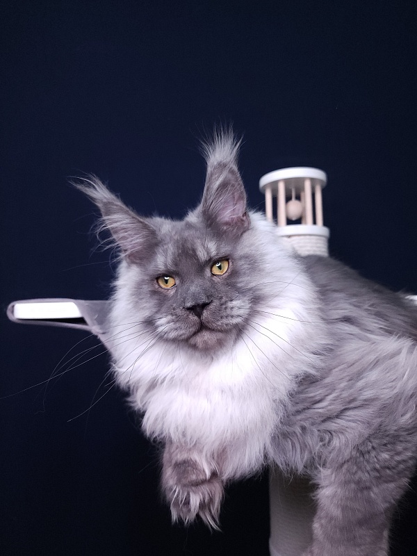 Haval  Akbars  (polydactyl 66/66) - Junior maine-coon 7 months 2 weeks