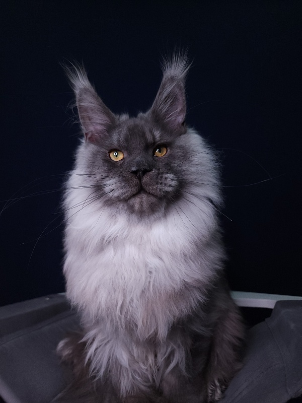 Haval  Akbars  (polydactyl 66/66) - Junior maine-coon 7 months 2 weeks