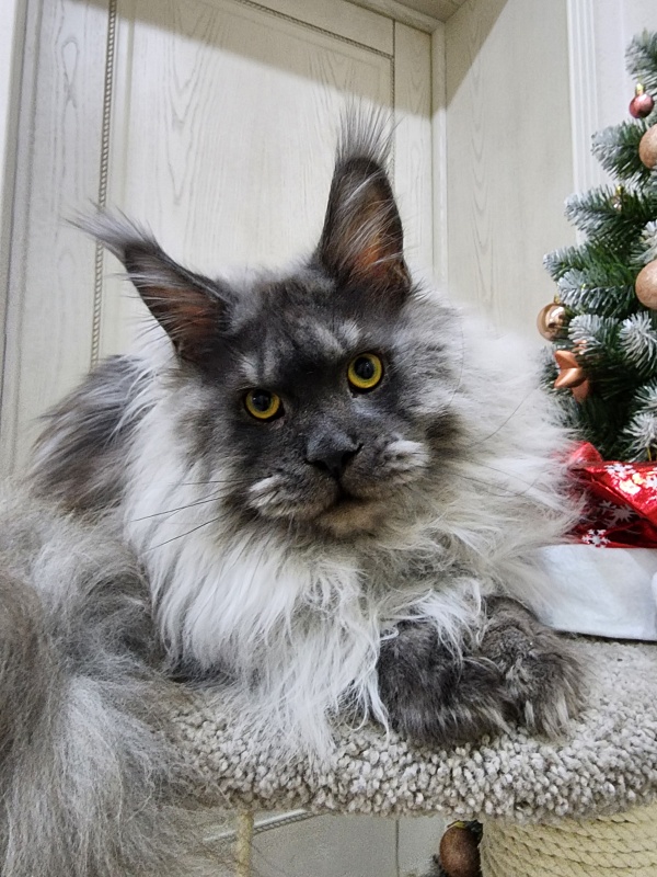 Haval  Akbars  (polydactyl 66/66) - Junior maine-coon 9 months 3 weeks