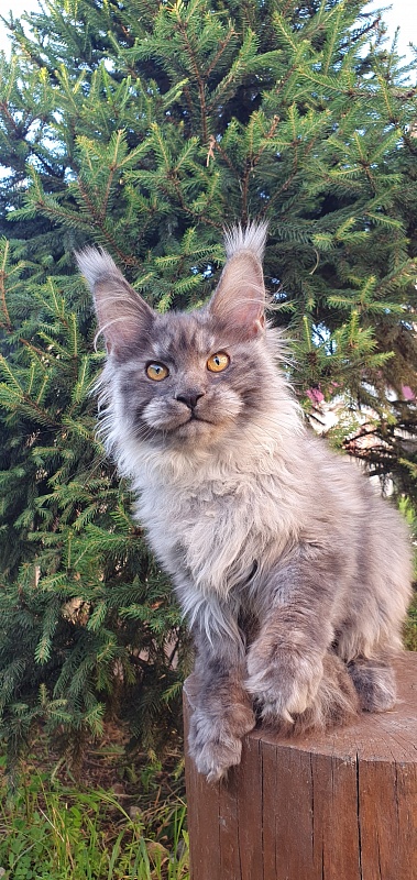 Haiku  Akbars - Kitten maine-coon 4 months