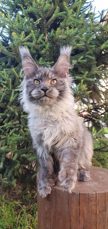 Haiku  Akbars - Kitten maine-coon 4 months