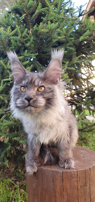 Haiku  Akbars - Kitten maine-coon 4 months