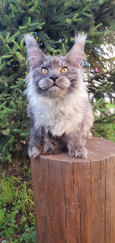 Haiku  Akbars - Kitten maine-coon 4 months