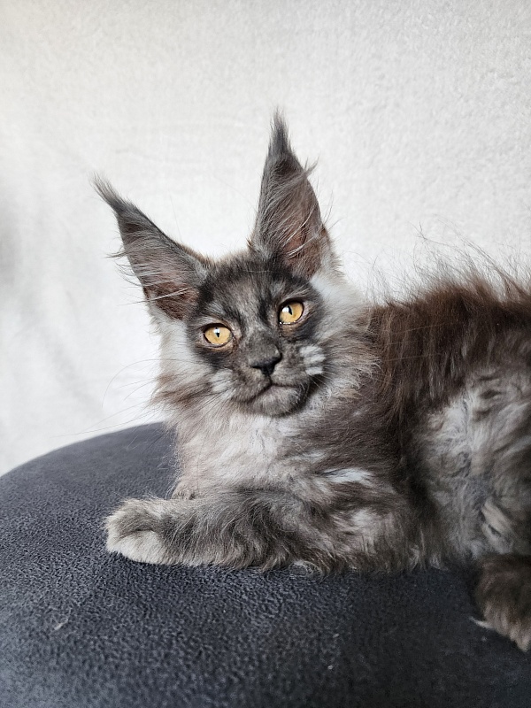 Hardy  Akbars - Kitten maine-coon 2 months 0.5 weeks