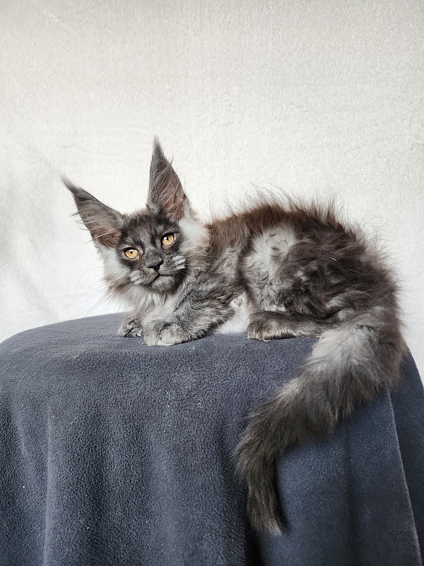 Hardy  Akbars - Kitten maine-coon 2 months 0.5 weeks