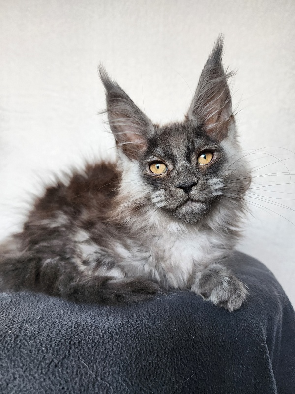 Hardy  Akbars - Kitten maine-coon 2 months 0.5 weeks