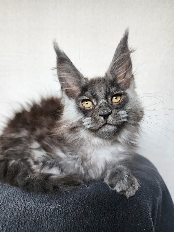Hardy  Akbars - Kitten maine-coon 2 months 0.5 weeks