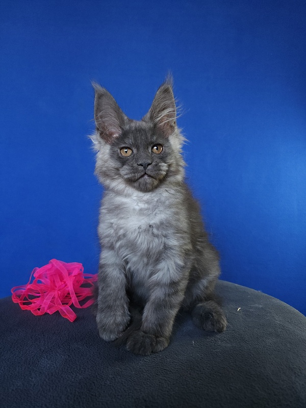 Hilara  Akbars - Kitten maine-coon 2 months 0.5 weeks