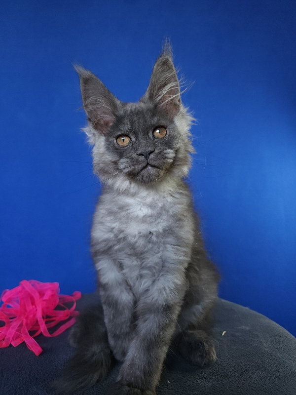 Hilara  Akbars - Kitten maine-coon 2 months 0.5 weeks