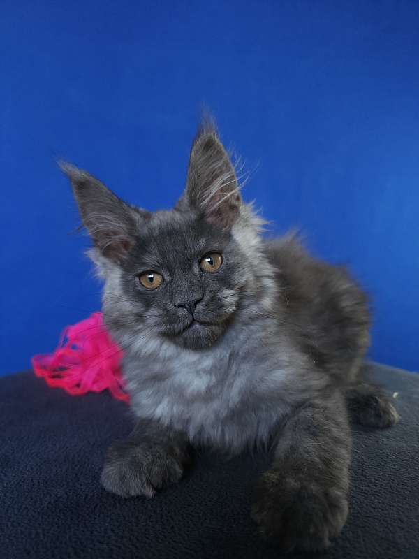 Hilara  Akbars - Kitten maine-coon 2 months 0.5 weeks