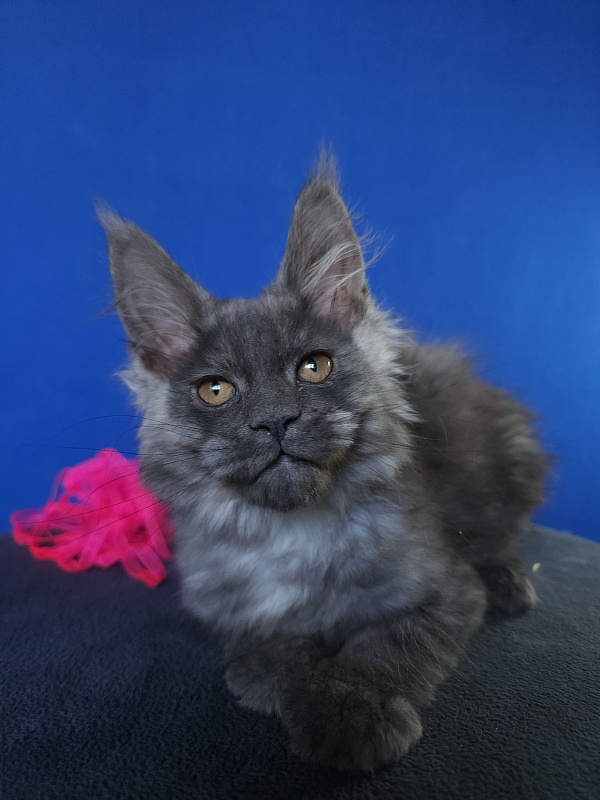 Hilara  Akbars - Kitten maine-coon 2 months 0.5 weeks