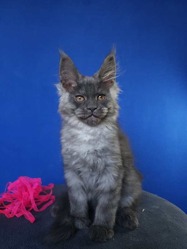 Hilara  Akbars - Kitten maine-coon 2 months 0.5 weeks