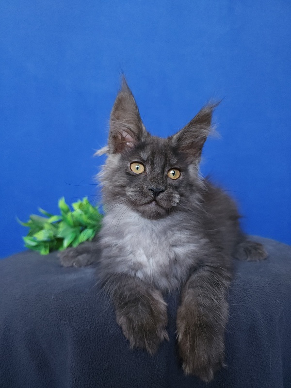 Hloya Cat  Akbars - Kitten maine-coon 2 months 0.5 weeks