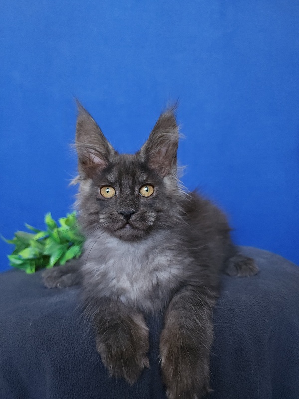 Hloya Cat  Akbars - Kitten maine-coon 2 months 0.5 weeks