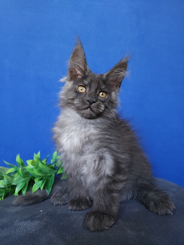 Hloya Cat  Akbars - Kitten maine-coon 2 months 0.5 weeks
